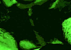 Dark Lantern: Stepmothers' Sins in Vintage Erotic Confessions.