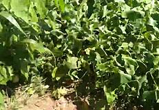 Bruna Black Cuckolds Joy Cardozo on Beach?