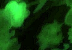 Thai Hooker Takes Bareback Fuck and Creampie from Gay African Stud