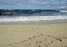 Missspisss shows big cock on Mallorca beach in public