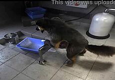 H0rs3 Compilation - Intense Gay Fucking Machine Action