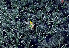 hey, tinker bell grew up, so i fucked her while another fairy watched!