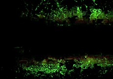 amazing vintage illustrations of erotic comics and anime!