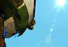 Bengaru Tora From Kemono Friends Anime In Hentai Fuck Scene