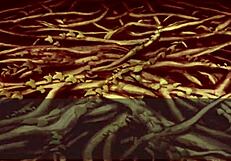 Dragon Ball Super Lost Episode Compilation Of Cheelai And Broly Scenes Part 3 Final