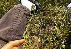 fucking my wife and her secret lesbian lover elly clutch