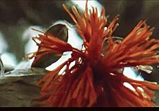 Oklahoma Farm Sex in Country Music Video