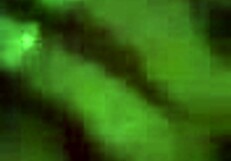 Slut sucking dick cumming in her