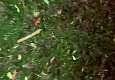 show me your pussy for a pix, young girl