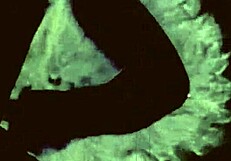 Curious about vintage erotic sketches from the past?