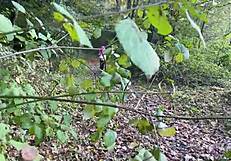 Rough Outdoor Forest Sex with Teen Girl Spanked and Pussy Fucked