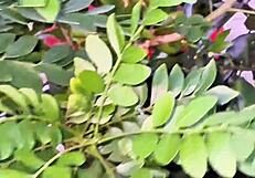 Evangelical Neighbor Caught Picking Fruits in Sexy Lingerie Outdoors