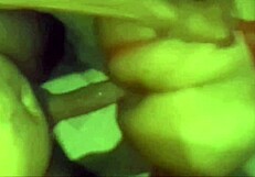 fabiana begs for dick like a desperate slut 😈