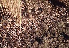 Can't Stop with This Sexy Red Slut Taking Monster Cock Deepthroat