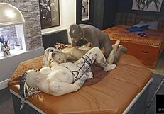 Den mein Jay Playhard ke saath Eva May aur Livie Blainn ka threeway, big black action!