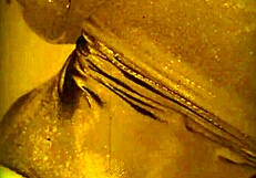 Oh wow, they lick my asshole and suck my pussy so deliciously!