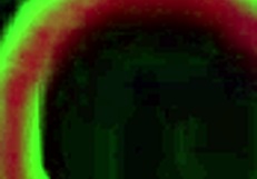 Pussy Rose Lynn Takes Cum On Face