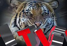 पाओला का पति फिर से बिग लंड से ककॉल्डेड, रेड पर