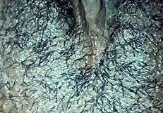 This ebony girl is playing with her hairy pussy