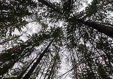 Russian Couple's Unexpected Forest Blowjob Filmed Outdoors