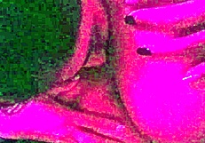 i lick her big pussy lips while she dives into my muff.