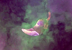 Anal sex with reporter, umm, that huge Paulista guy in RJ, ya know