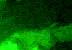 Oh Man, Watch This BBW SUCK That HUGE COCK!