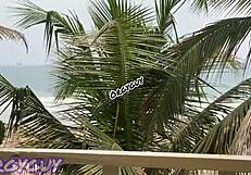 Hey, that ebony wife is flashing her pussy right at the beach house, feeling so bold outdoors