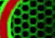 does angelina castro bang sexy vanessa with strap-on?