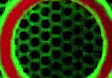 जेज देवोटी पॉग निना काय ने मिस्ट्रेस की बड़ी चूत चाटी, लिंगरी में मफ डाइविंग