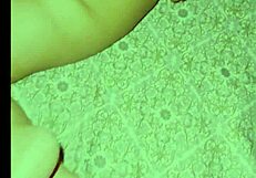 bondage hard sex with big cocks - is it your fantasy or just a tease?