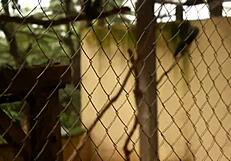 Stunning Black Babe Sucks Huge Cock Then Gets Pounded from Behind