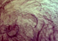 Peludo Se Exibindo De Várias Formas Pra Vocês 10 Minutos Sem Cortes