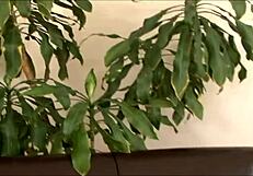 these sultry brunettes share the stud's cock and cum in threesome action