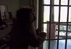 Unknown Dressed as Big Bad Wolf Bursts into Villa and Fucks the Maid