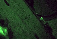 Rolling that big-dick tongue side drooling over cody roys beast