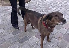 Can a mature chubby blonde handle this threesome?