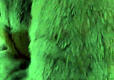 I Would Like to Go Shopping with You!