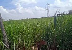 housewife with big boobs shows off in village house