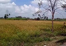 housewife with big boobs shows off in village house