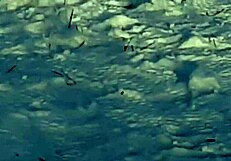 I riskily jerk off in a public park around people