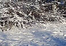 I riskily jerk off in a public park around people