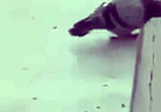 Fat Mexican Woman Fucks Young Virgins Due to Misunderstanding in Tucamomos V