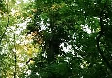 2025 05 01 esclave f la salope en foret