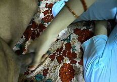 Beautiful Indian girl engages in intense anal sex with partner in bedroom, featuring close-ups and dirty talk.