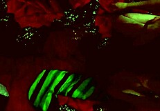 Fucking a Sweet Teen 18+ and Cumming on Her Buttocks