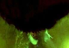 wow, playing with boyfriend and dildo, cum on tits and pussy!