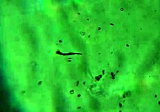 Aqui tienen m�s de mi esperma alcanzar� para pre�arte?