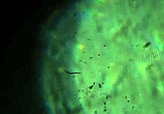 Aqui tienen m�s de mi esperma alcanzar� para pre�arte?