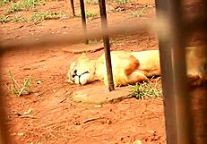 a strange meeting in tourist park with huge cock filling mouth and ass fucking tight ass for spectators pleasure